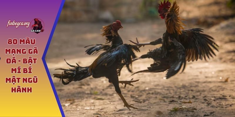 80 màu mạng gà đá