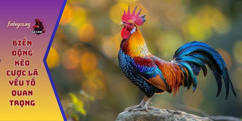 Biến động kèo cược là yếu tố quan trọng