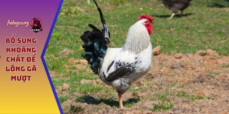 Bổ sung khoáng chất để lông gà mượt