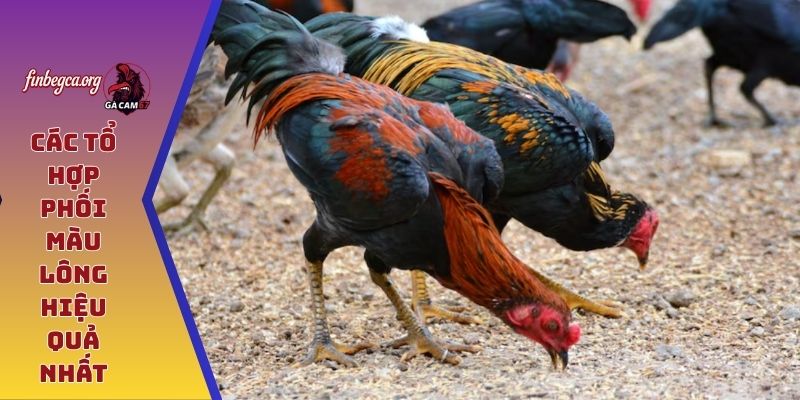 Các tổ hợp phối màu lông hiệu quả nhất
