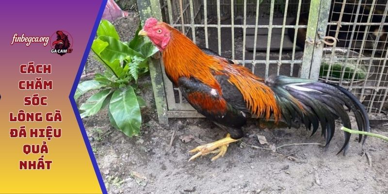Cách chăm sóc lông gà đá