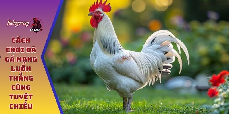 Cách chơi đá gà mạng luôn thắng