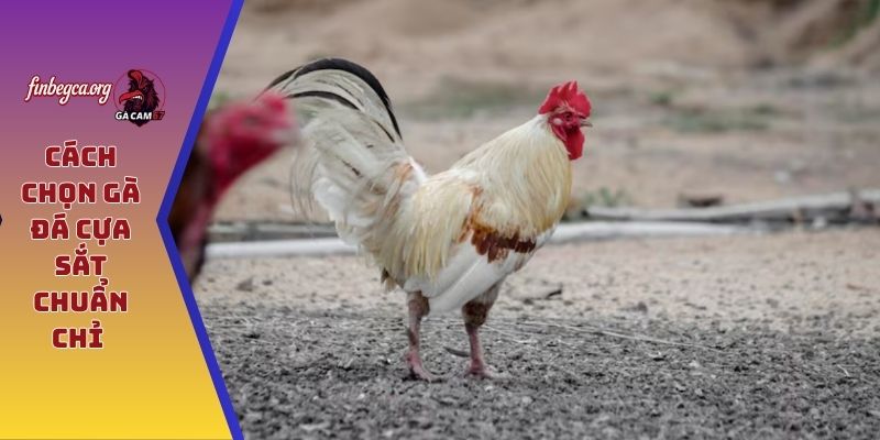 Cách chọn gà đá cựa sắt