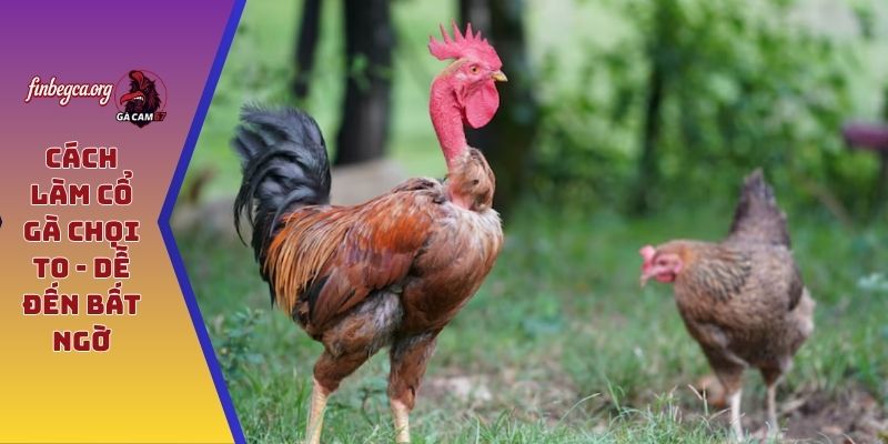 Cách làm cổ gà chọi to