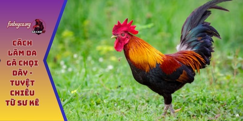 Cách làm da gà chọi dày