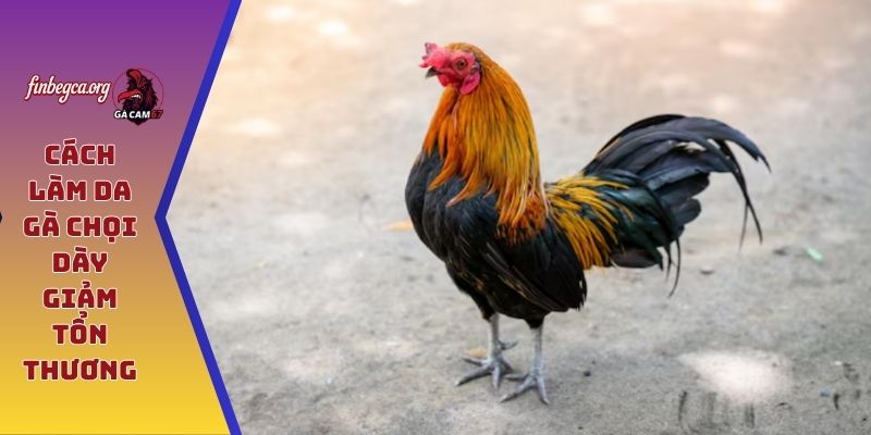 Cách làm da gà chọi dày giảm tổn thương