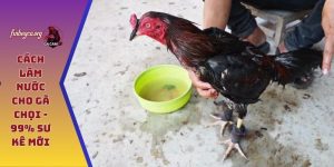 Cách làm nước cho gà chọi
