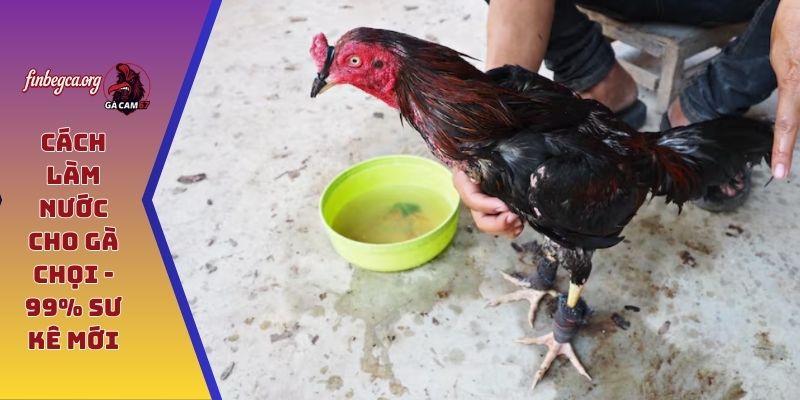 Cách làm nước cho gà chọi