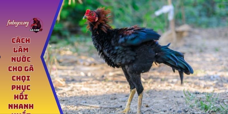 Cách làm nước cho gà chọi phục hồi nhanh nhất
