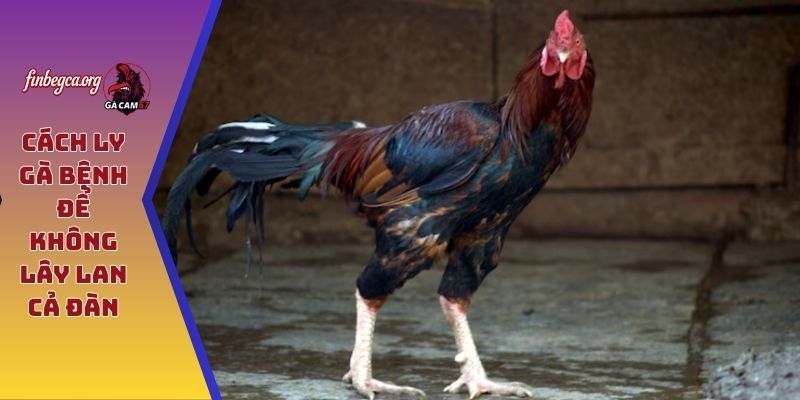 Cách ly gà bệnh để không lây lan cả đàn