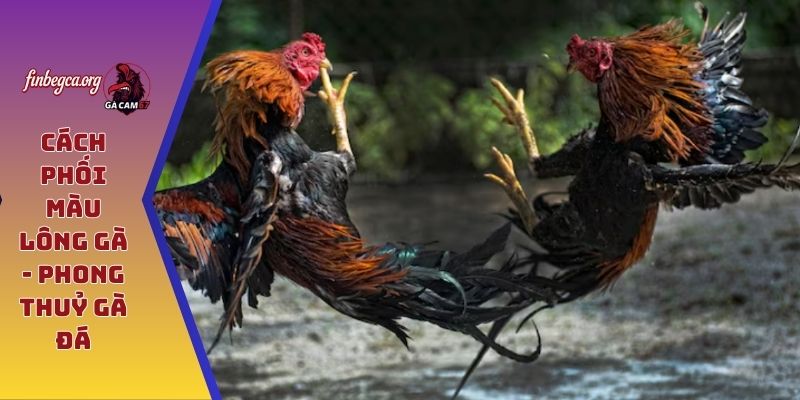 Cách phối màu lông gà