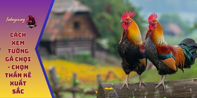 Cách xem tướng gà chọi