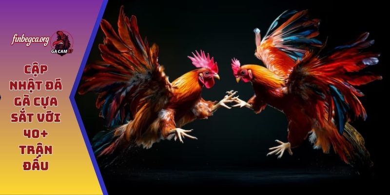 Trang Chủ 8 Cập nhật đá gà cựa sắt với 40+ trận đấu