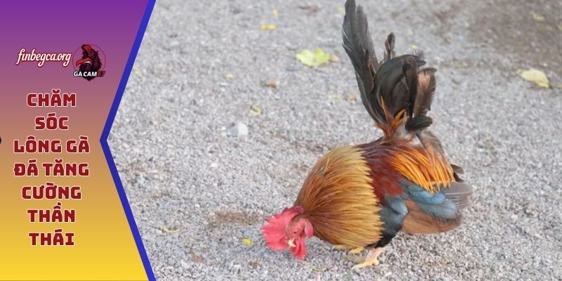 Chăm sóc lông gà đá tăng cường thần thái