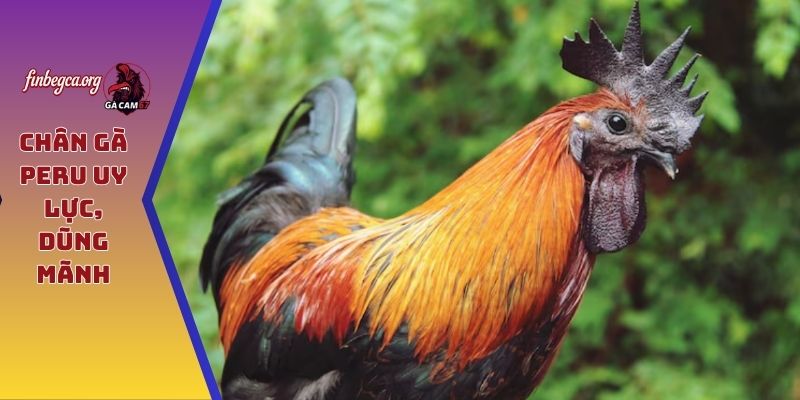 Chân gà Peru uy lực, dũng mãnh