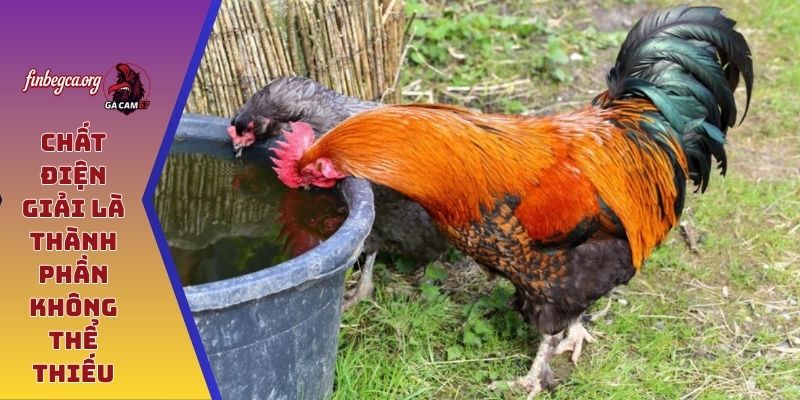 Chất điện giải là thành phần không thể thiếu
