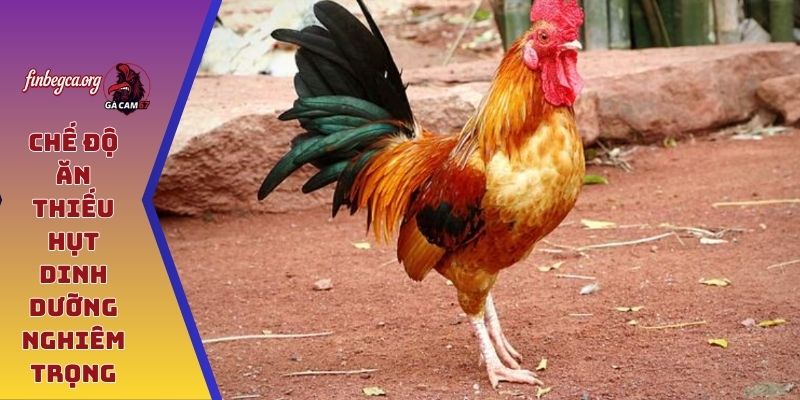 Chế độ ăn thiếu hụt dinh dưỡng nghiêm trọng