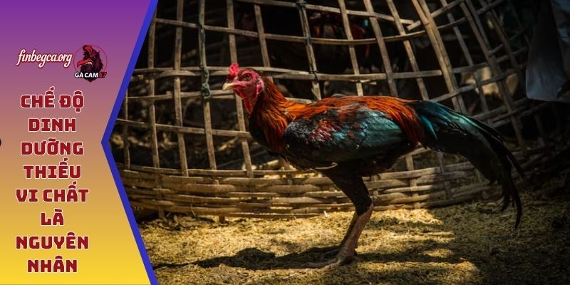 Chế độ dinh dưỡng thiếu vi chất là nguyên nhân