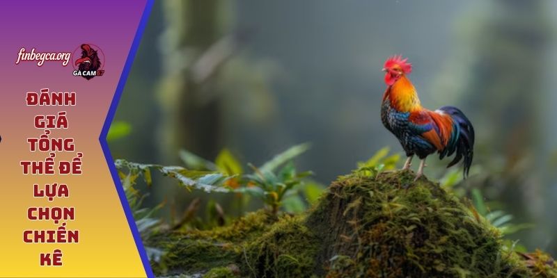 Đánh giá tổng thể để lựa chọn chiến kê