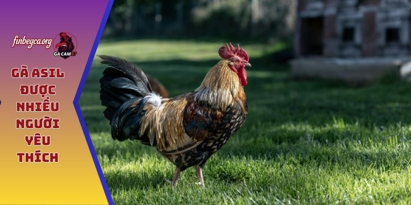 Gà Asil được nhiều người yêu thích