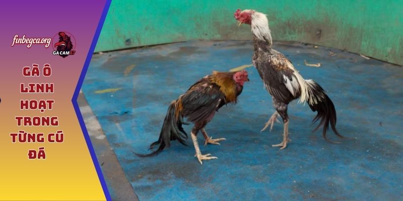 Gà Ô linh hoạt trong từng cú đá
