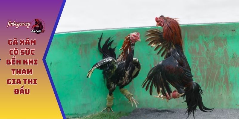 Gà Xám có sức bền khi tham gia thi đấu