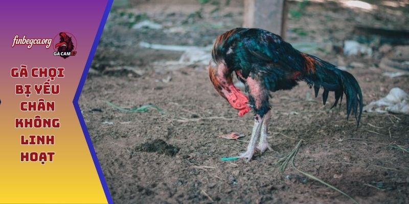 Gà chọi bị yếu chân không linh hoạt