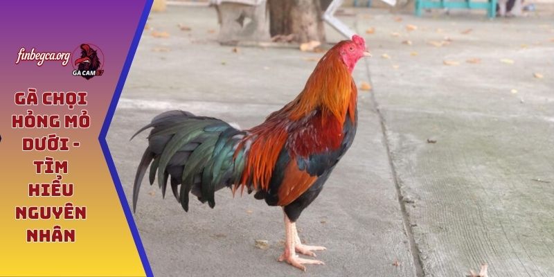 Gà chọi hỏng mỏ dưới