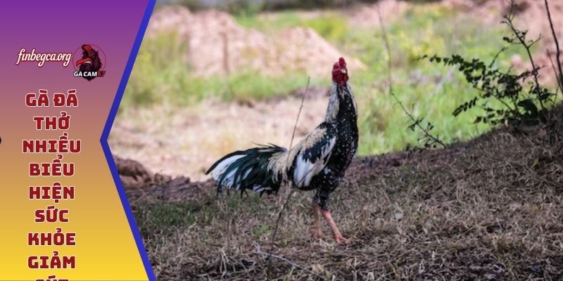 Gà đá thở nhiều biểu hiện sức khỏe giảm sút