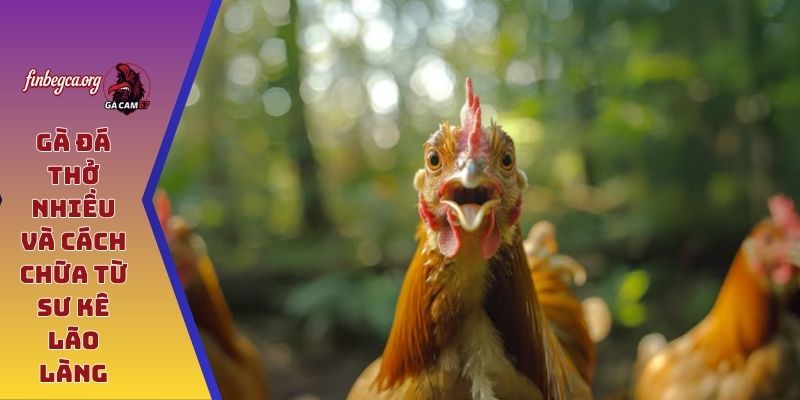 Gà đá thở nhiều và cách chữa