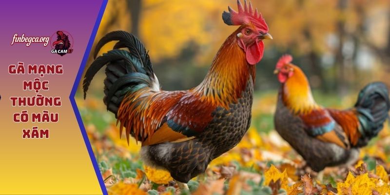 Gà mạng mộc thường có màu xám