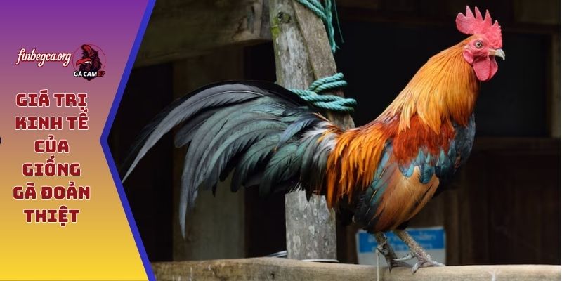 Giá trị kinh tế của giống gà đoản thiệt