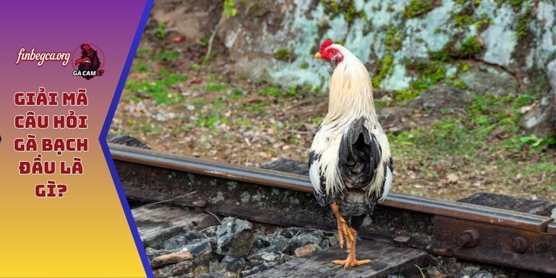 Giải mã câu hỏi gà bạch đầu là gì?