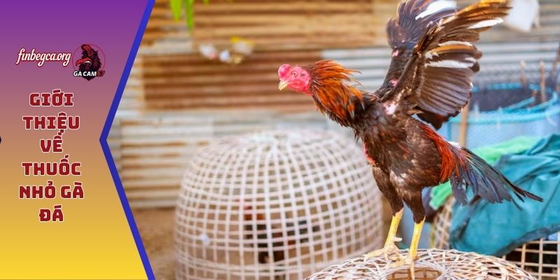 Giới thiệu về thuốc nhỏ gà đá
