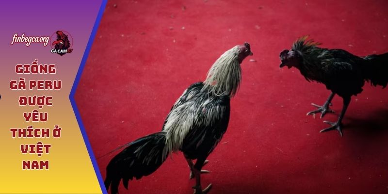 Giống gà Peru được yêu thích ở Việt Nam