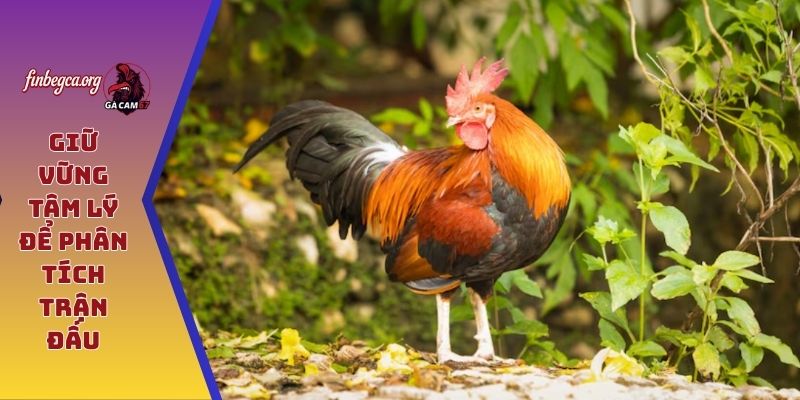 Giữ vững tâm lý để phân tích trận đấu