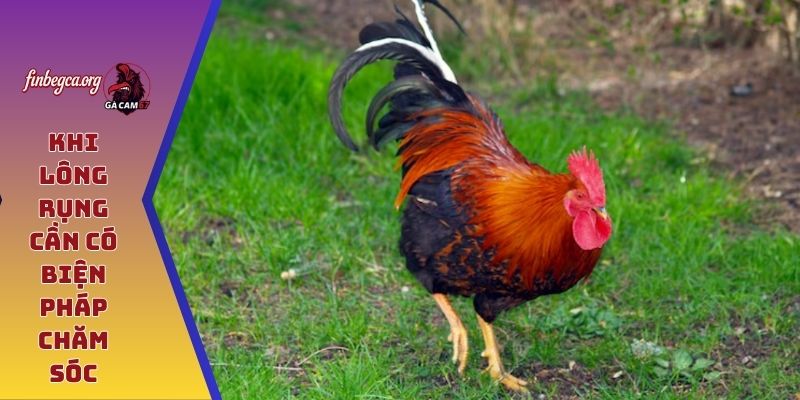Khi lông rụng cần có biện pháp chăm sóc