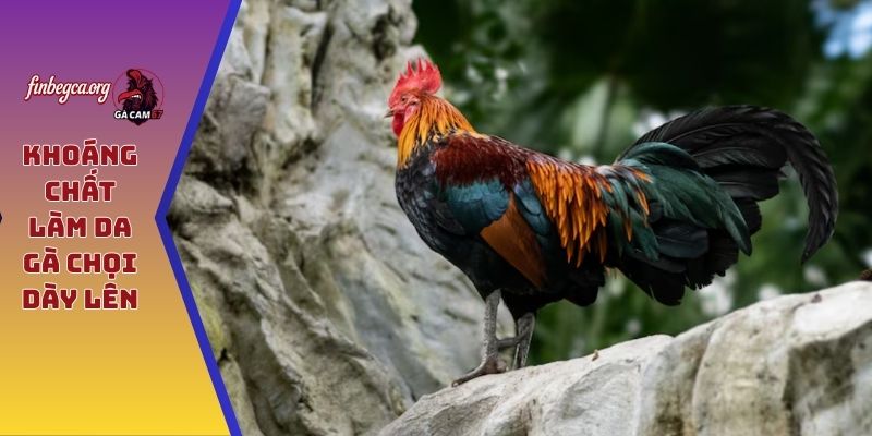 Khoáng chất làm da gà chọi dày lên