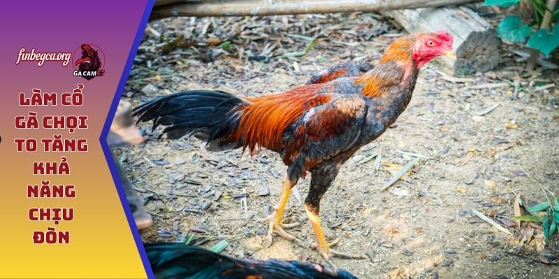 Làm cổ gà chọi to tăng khả năng chịu đòn
