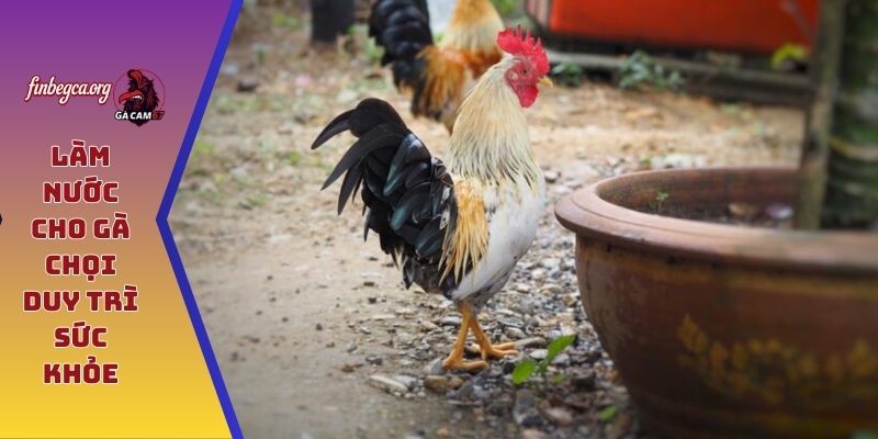 Làm nước cho gà chọi duy trì sức khỏe