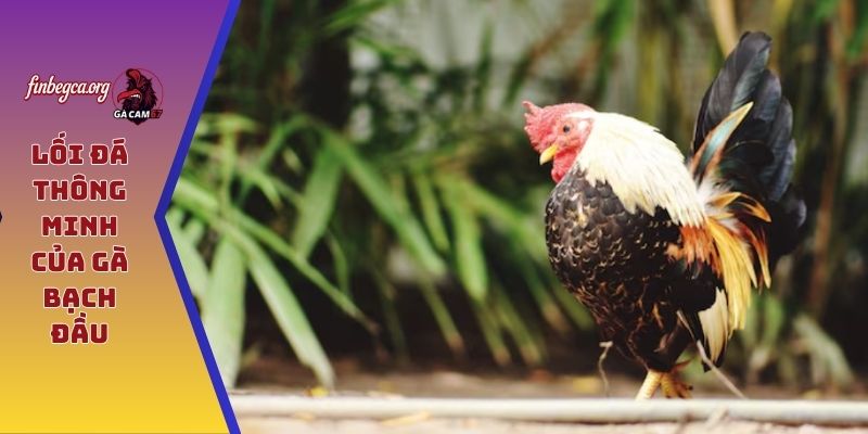 Lối đá thông minh của gà bạch đầu