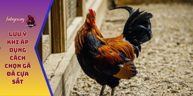 Lưu ý khi áp dụng cách chọn gà đá cựa sắt