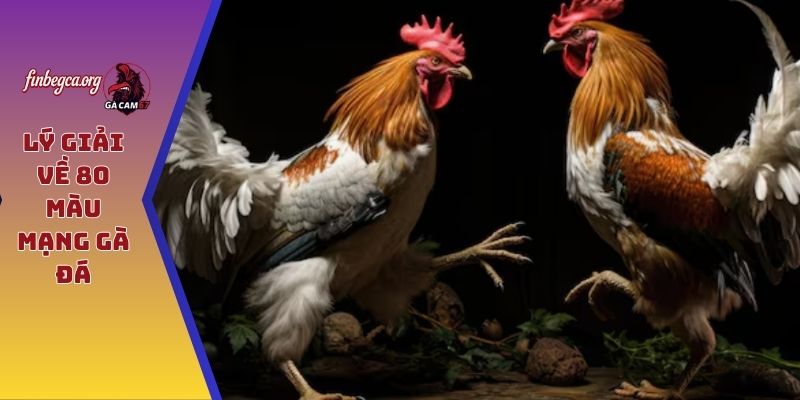 Lý giải về 80 màu mạng gà đá