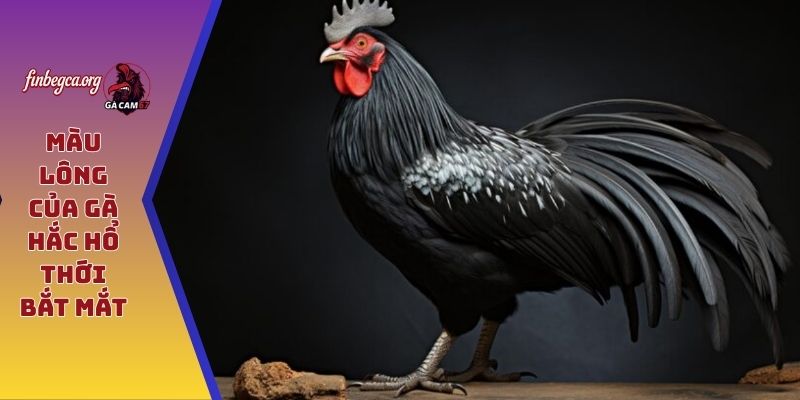 Màu lông của gà hắc hổ thới bắt mắt