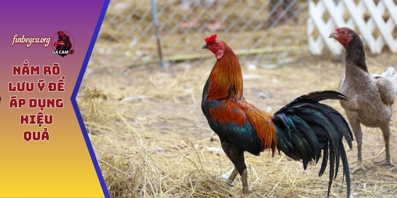 Nắm rõ lưu ý để áp dụng hiệu quả