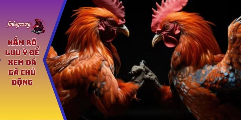 Trang Chủ 10 Nắm rõ lưu ý để xem đá gà chủ động