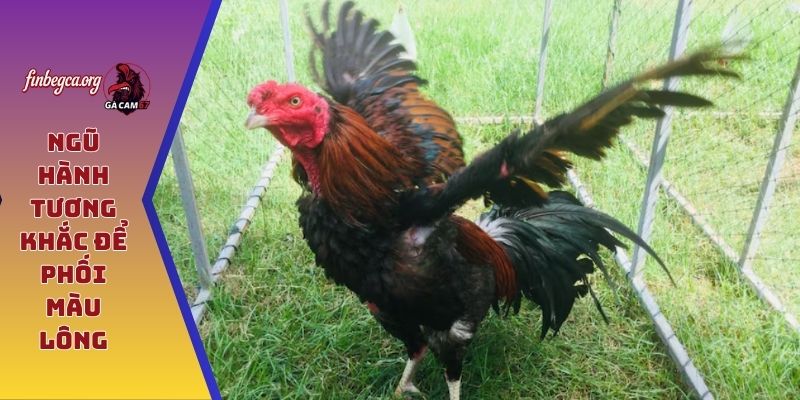 Ngũ hành tương khắc để phối màu lông