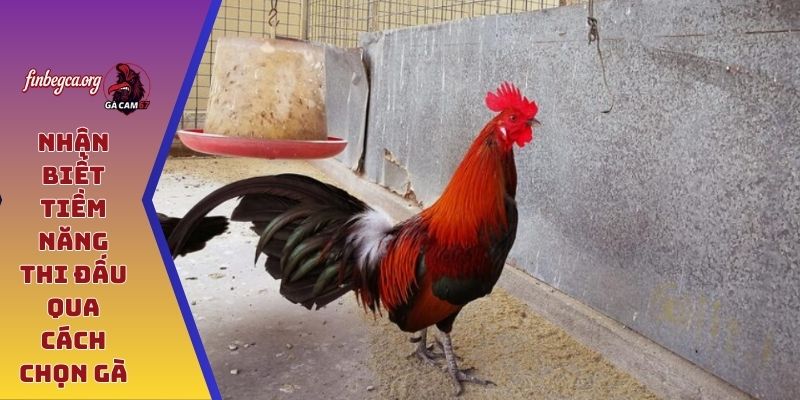 Nhận biết tiềm năng thi đấu qua cách chọn gà