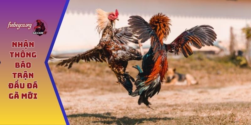 Trang Chủ 9 Nhận thông báo trận đấu đá gà mới