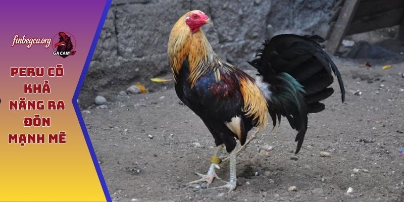 Peru có khả năng ra đòn mạnh mẽ